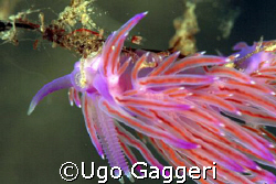 Flabellina and a very little shrimp. Canon Eos 350D, 60 m... by Ugo Gaggeri 